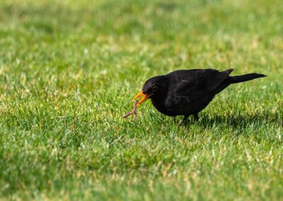 Die Amsel (Turdus merula) oder Schwarzdrossel, manchmal auch Kohlamsel oder Schwarzamsel, ist eine Vogelart aus der Familie der Drosseln (Turdidae). In Europa ist die Amsel der am weitesten verbreitete Vertreter dieser Familie und zugleich einer der bekanntesten Vögel überhaupt. Ihre Körperlänge liegt zwischen 24 und 27 Zentimetern. Die Männchen sind schwarz gefärbt und haben einen gelben Schnabel, das Gefieder der Weibchen ist grösstenteils dunkelbraun. Der melodiöse und laut vorgetragene Reviergesang der Männchen ist in Mitteleuropa hauptsächlich zwischen Anfang März und Ende Juli zu hören und kann bereits vor der Morgendämmerung beginnen.