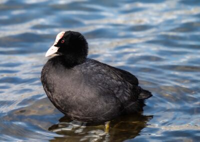 Das Blässhuhn (Fulica atra) ist eine mittelgrosse Vogelart der Gattung der Blässhühner (Fulica) aus der Familie der Rallen (Rallidae), die als einer der häufigsten Wasservögel bevorzugt auf nährstoffreichen Gewässern anzutreffen ist. Die Art ist über grosse Teile Eurasiens verbreitet und kommt darüber hinaus in Australasien vor.